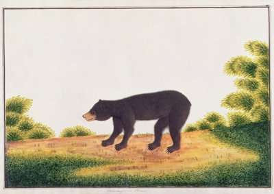 Bär, Broo-ang, aus Zeichnungen von Tieren, Insekten und Reptilien aus Malakka, ca. 1805-18 von Chinese School